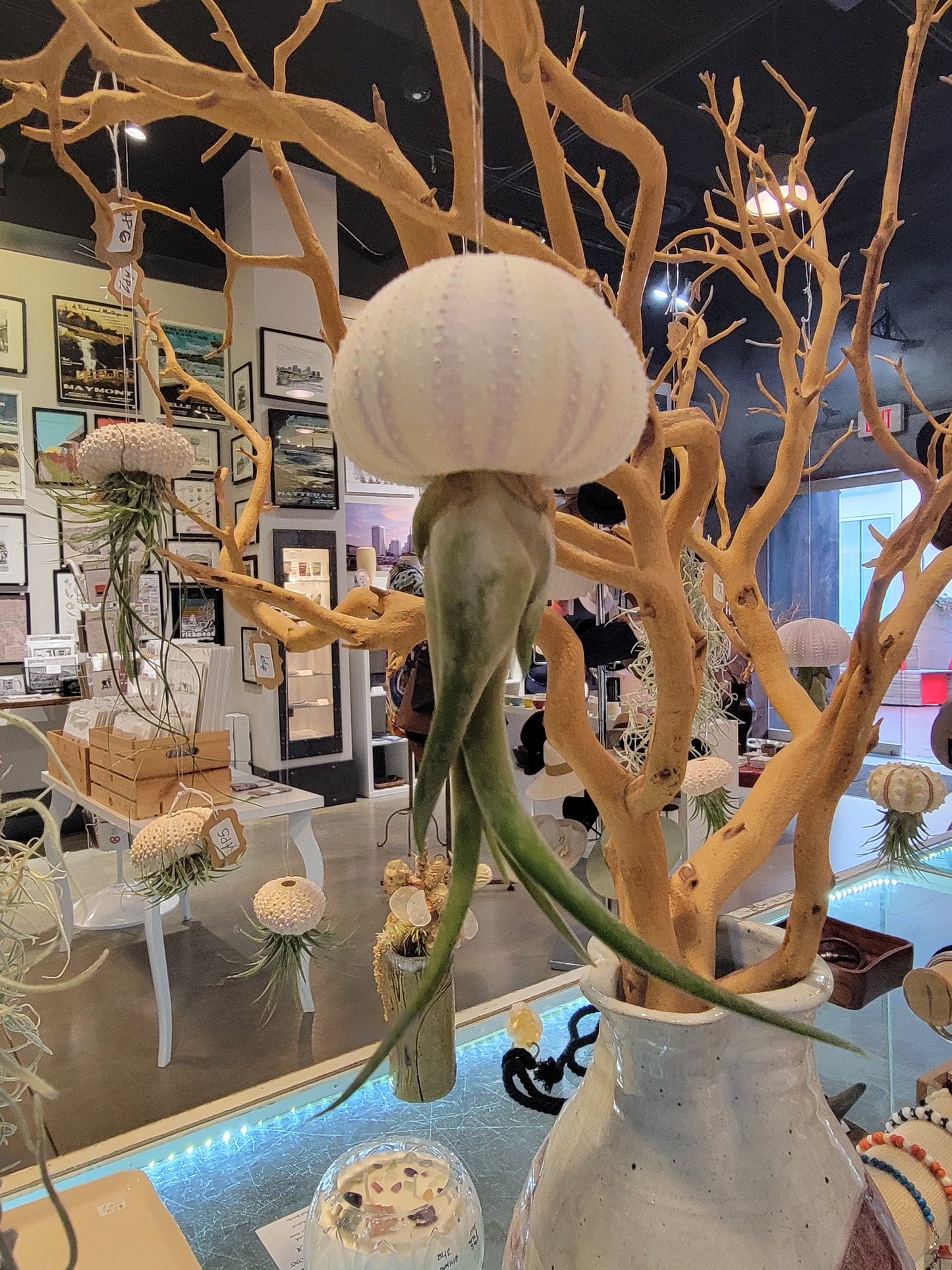 Live Air Plant Jellyfish (Several Sizes and Types Available)