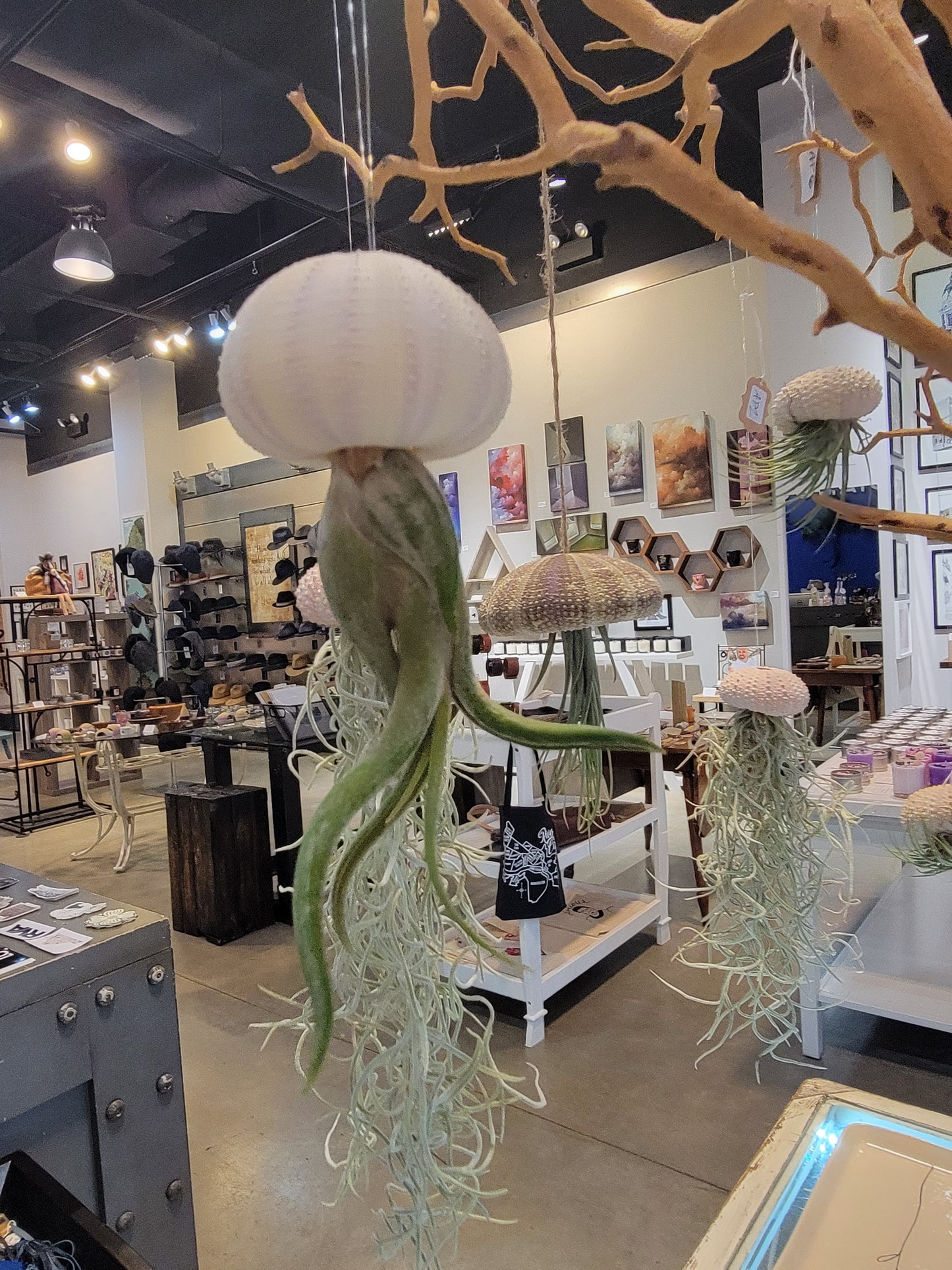 Live Air Plant Jellyfish (Several Sizes and Types Available)